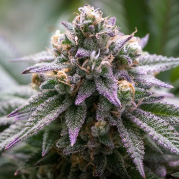 Grower Choice "Ultra Violet GMO" 5 Seeds feminisiert + 2 gratis