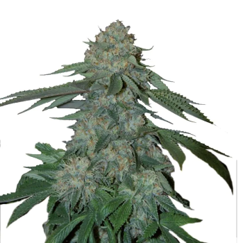 Grower Choice "KO Kush" 5 Seeds feminisiert + 2 gratis #1