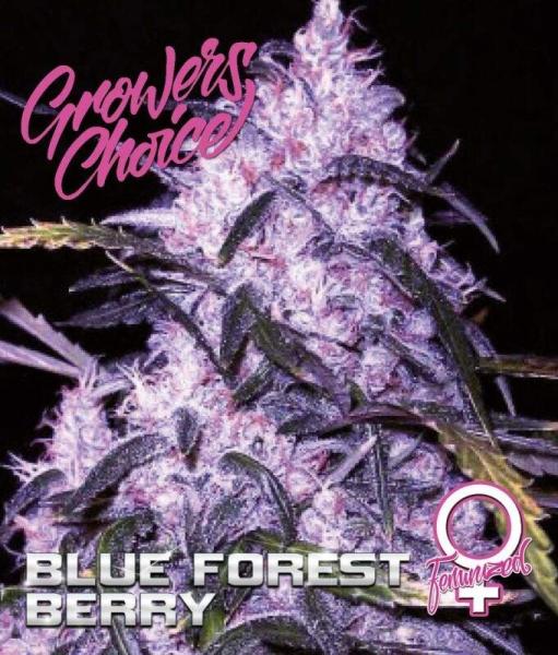 Growers Choice Blue Forestberry Auto 5 Stk feminisiert